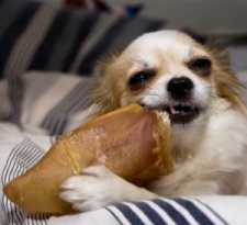are pig ears better for a german spitz than rawhide ears