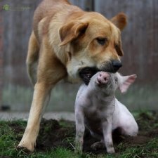 is pig skin good for dogs