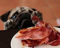 dogbacon.jpg